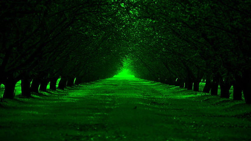 Árvores verdes exuberantes Caminhada de cascalho no domingo papel de parede HD