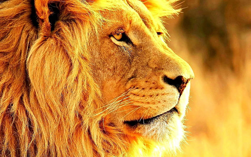 leones diseño 3d, león 3d fondo de pantalla