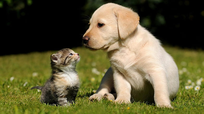Nature cats animals dogs, health dogs HD wallpaper