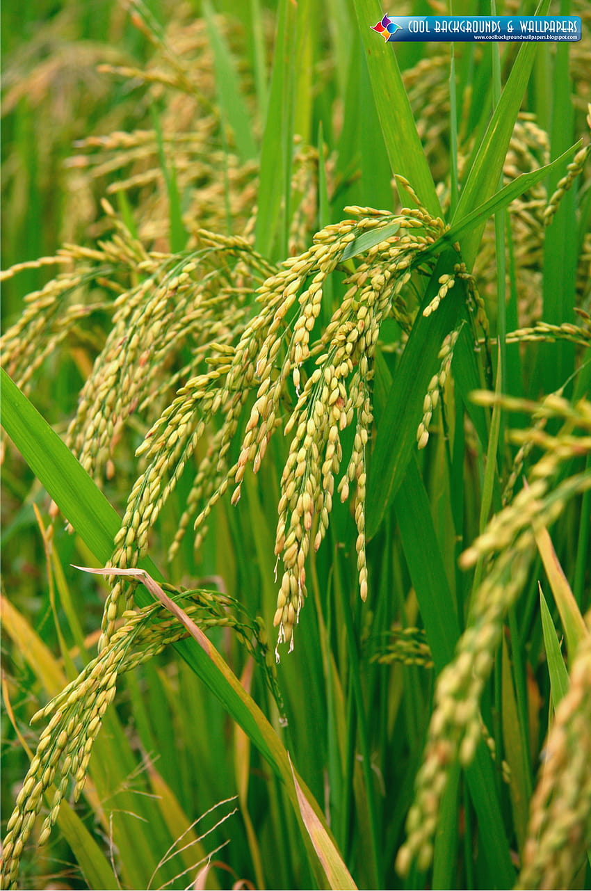 Love Quotes: Rice Farming HD phone wallpaper