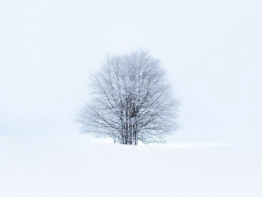 1600x1200 tree, snow, winter, minimalism, white standard 4:3 ...
