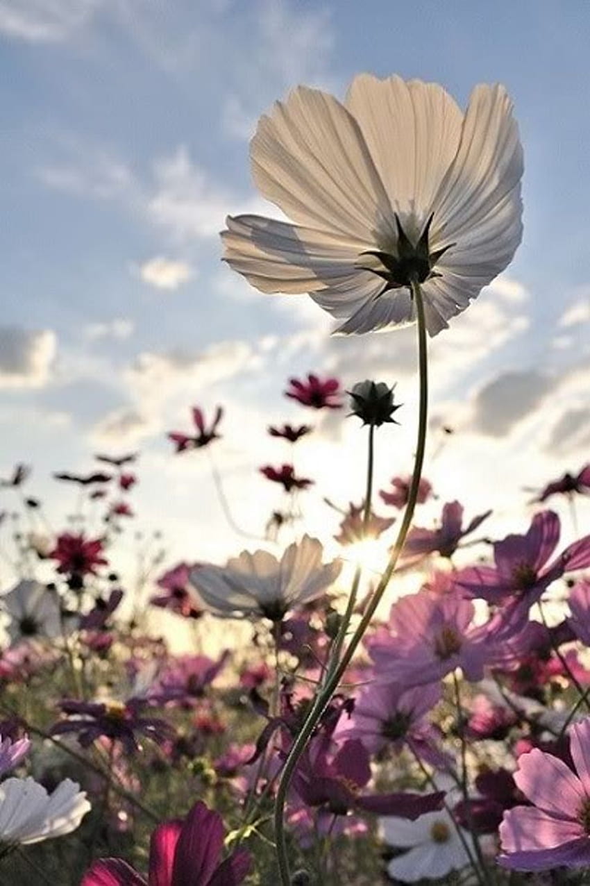 Top 10 Wonderful Flower, fleurs printanières sauvages Fond d'écran de téléphone HD
