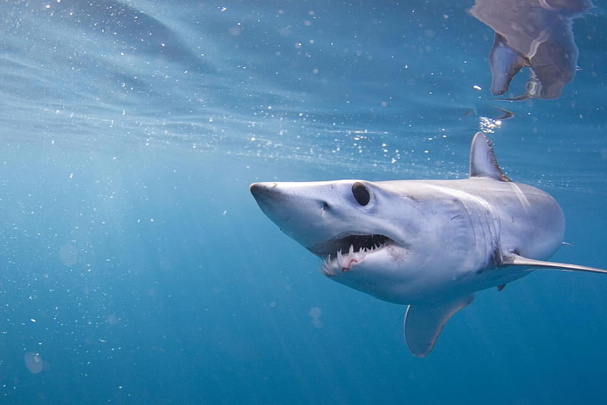 Mako Shark Tracking off West Coastscitecaily, shortfin mako shark HD wallpaper
