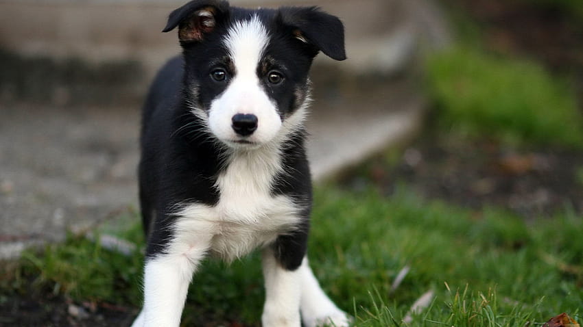 Animals Dogs Beautiful Border Collie puppy goes on the grass 051169 [1920x1200] for your , Mobile & Tablet HD wallpaper