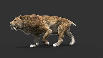 Smilodon HD wallpapers | Pxfuel