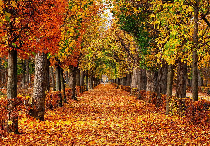Dieser 15. Herbst, magischer Herbstwind HD-Hintergrundbild