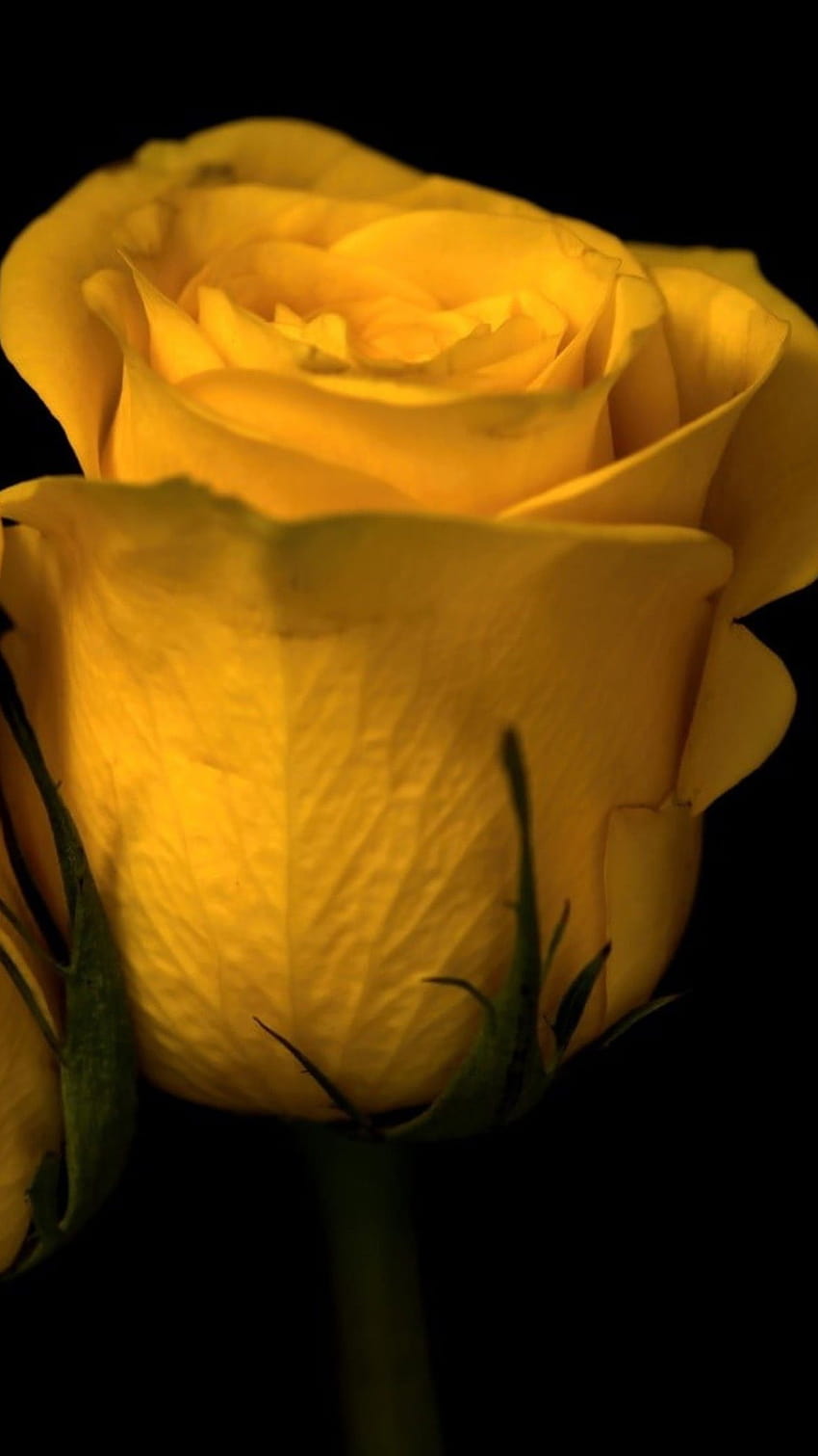 กุหลาบเหลืองสองดอก พืชธรรมชาติ ดอกไม้ พืชดอกไม้สีเหลือง วอลล์เปเปอร์โทรศัพท์ HD