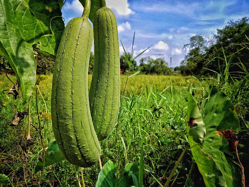 How To Grow And Care For Luffa Hd Wallpaper Pxfuel