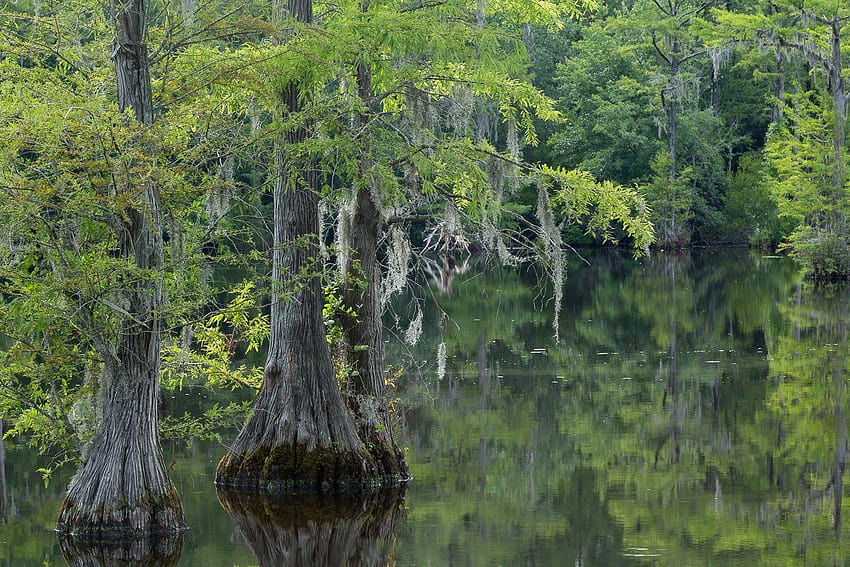 Bald Cypress trees in Brock's Mill Pond in Trenton, North Carolina HD wallpaper
