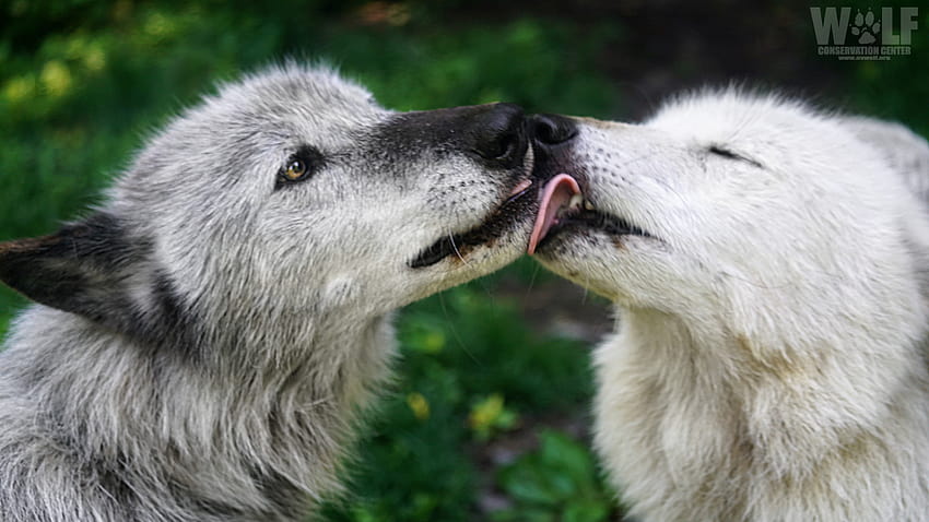 1920x1080px, 1080P Free download | Wolf Conservation Center on Twitter ...