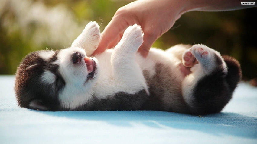 Husky Pup  APK, baby husky HD wallpaper | Pxfuel