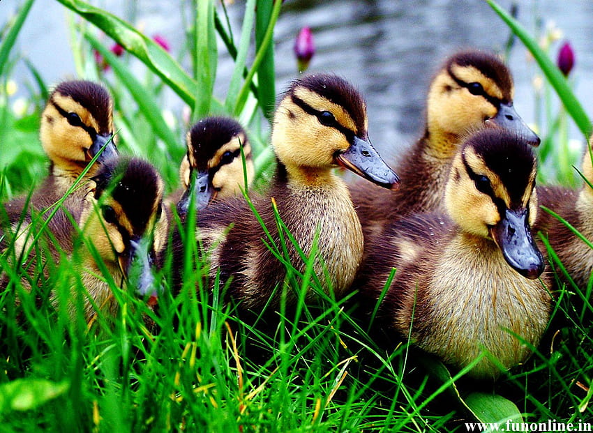 duckling and Backgrounds, baby ducklings HD wallpaper