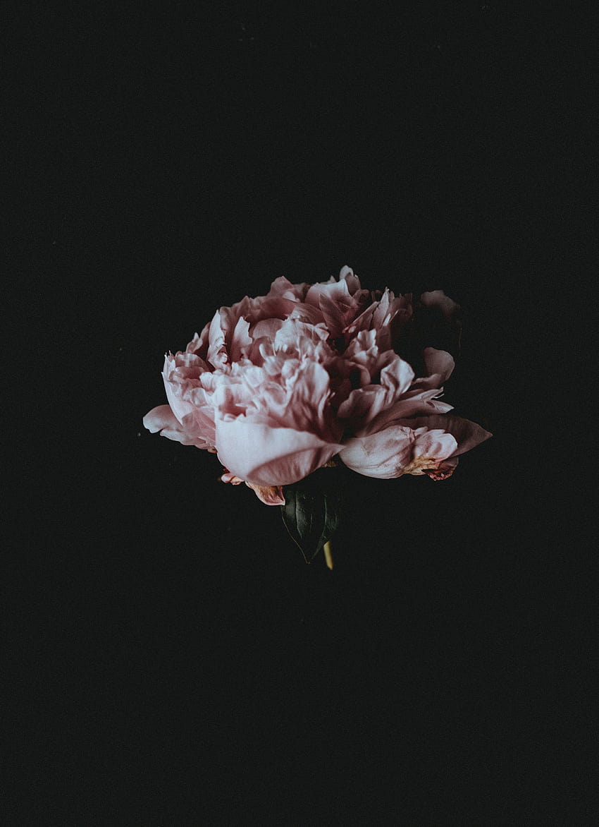 Eine blassrosa Pfingstrosenblume vor schwarzem Hintergrund, hellrosa Pfingstrosenstrauß HD-Handy-Hintergrundbild