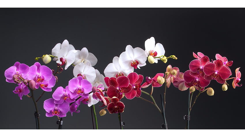 5 Weiße Orchidee, Orchideenblüte ultra HD-Hintergrundbild