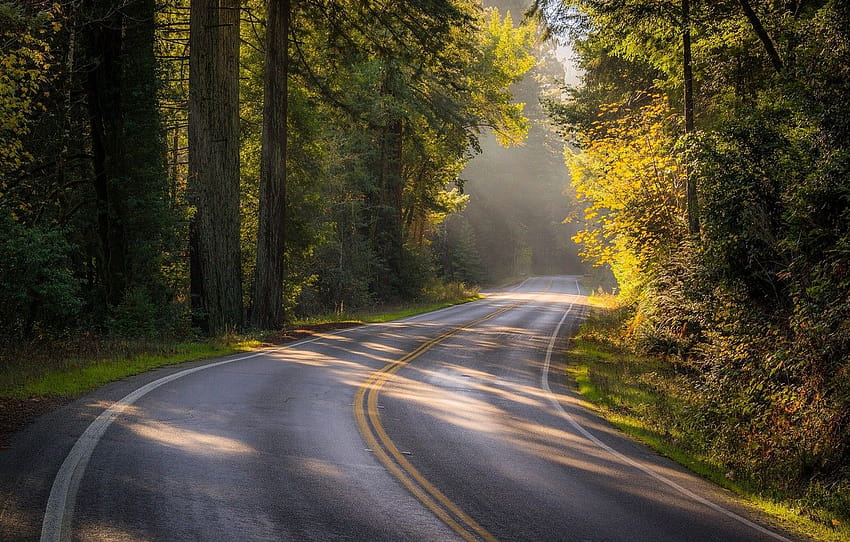 estrada, outono, floresta, árvores, CA, Califórnia, Sonoma County, Bohemian Highway, SONOMA , seção пейзажи papel de parede HD