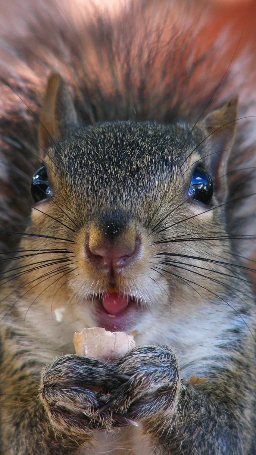 Baby Squirrel HD phone wallpaper