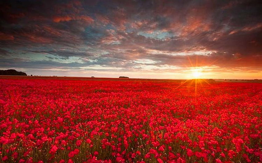 Feld der roten Rosen, ästhetisches rotes Blumenfeld HD-Hintergrundbild