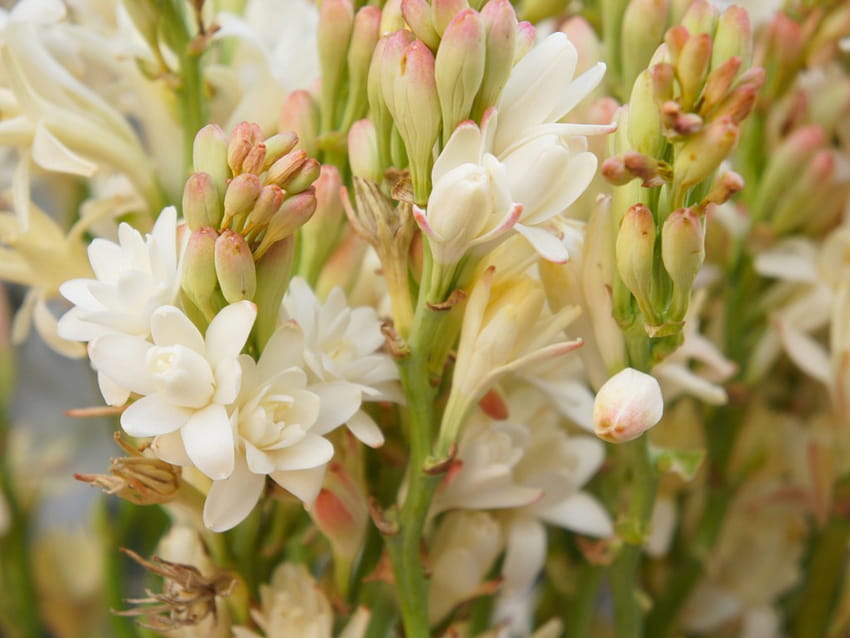 Asparagus Family Rajnigandha Flower Tuberose Flower Bulbs at best price in  Murshidabad