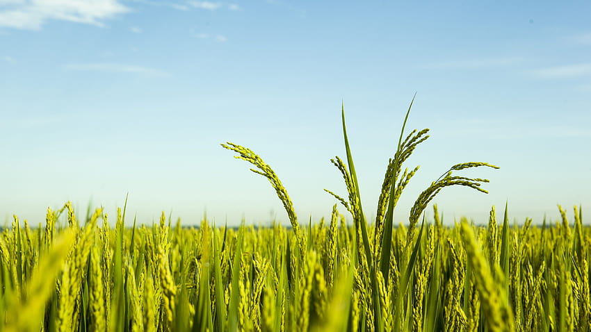 Campo de arroz, cielo azul 3840x2160 U, planta de arroz. fondo de pantalla