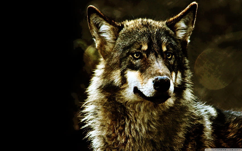 Beautiful Wolf, michelle wolf HD wallpaper | Pxfuel