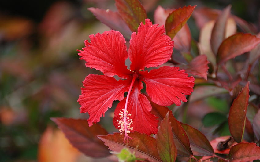 red hibiscus flower HD wallpaper
