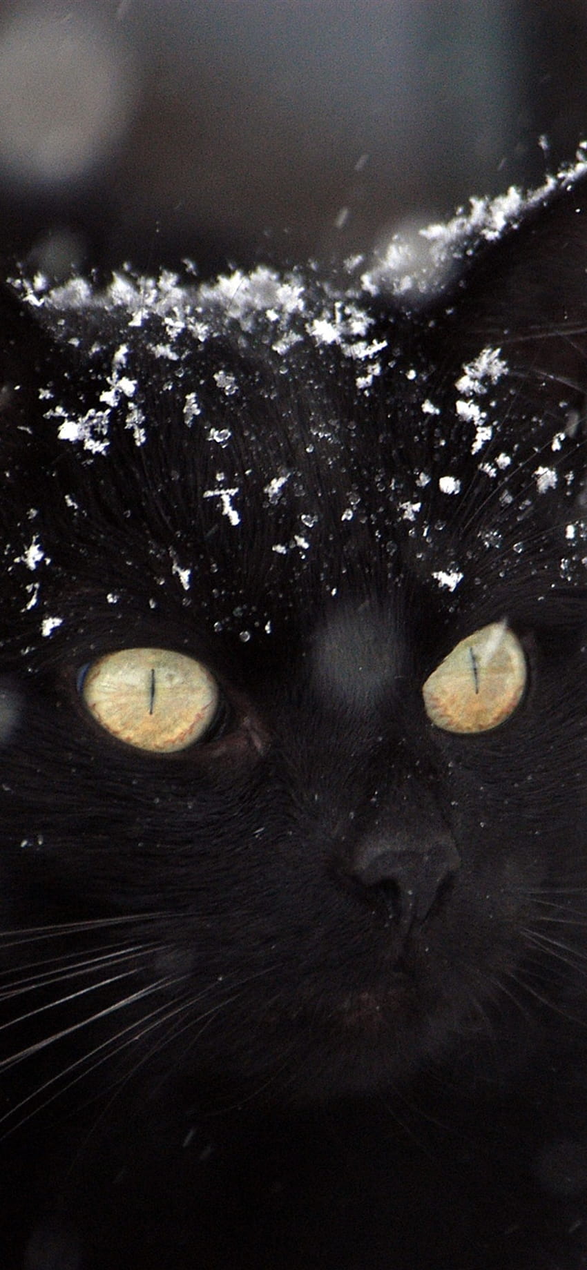 Black cat, snow, winter 1080x1920 iPhone 8/7/6/6S Plus , background, winter dark iphone HD phone wallpaper