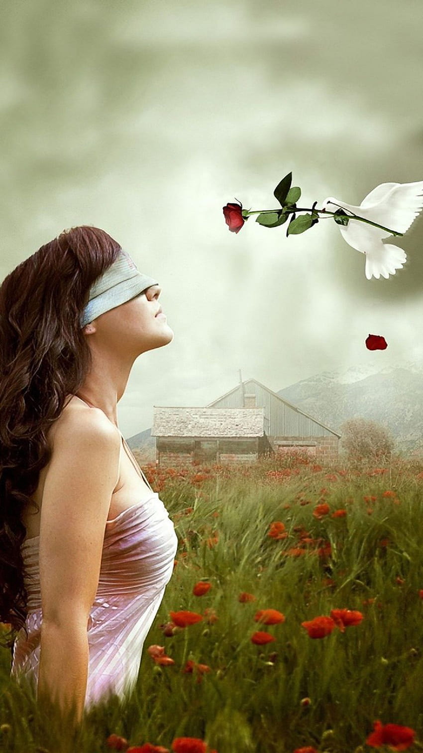 Blindfolded Girl White Pigeon Android, girl and pigeon HD phone wallpaper