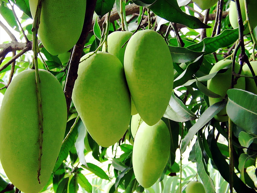 green mangoes Stock HD wallpaper