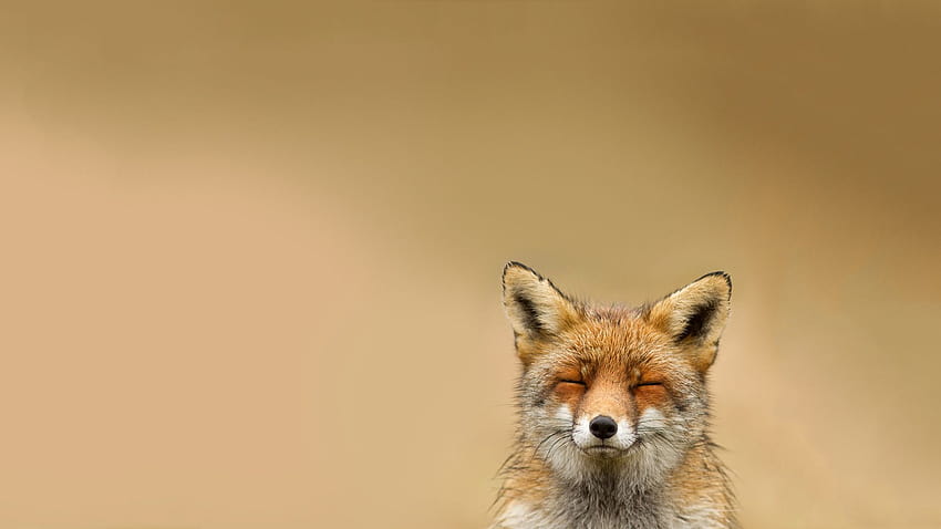 What Does The Fox Say? HD wallpaper