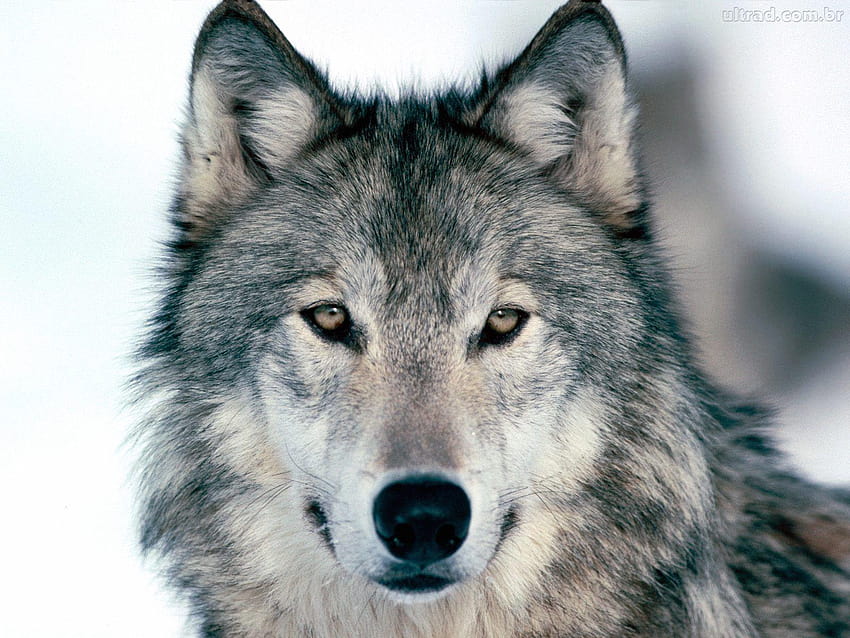 As melhores lobos grandes papel de parede lobos lobo fondo de pantalla |  Pxfuel