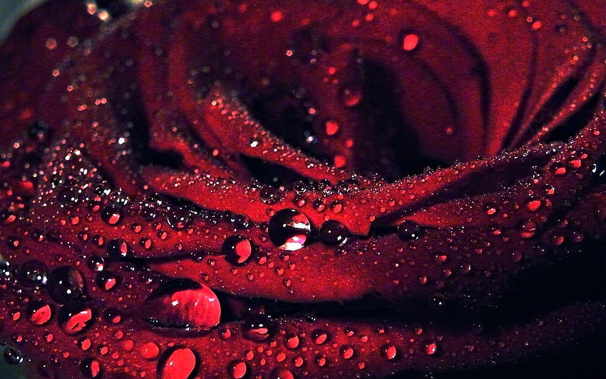 Fields: Romance Drops Rain Red Flowers Romantic Love Beautiful, of love and romance in rain HD wallpaper