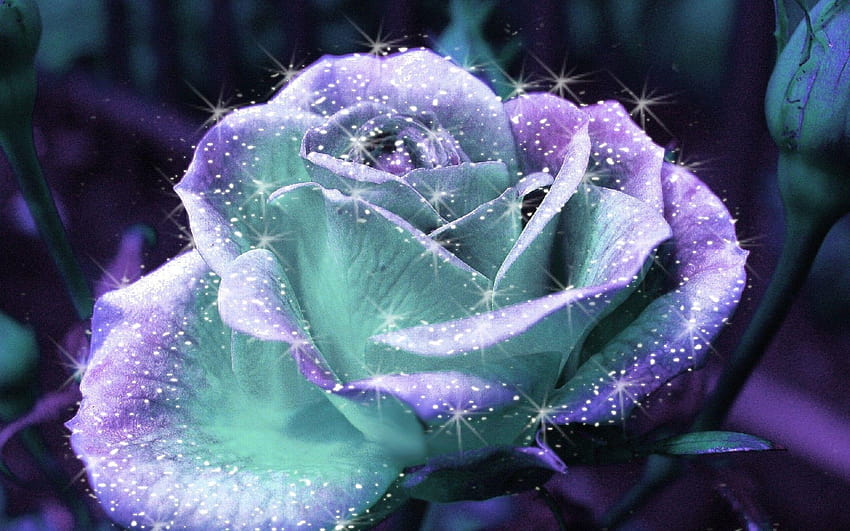si belle fleur blanche, jolies roses Fond d'écran HD