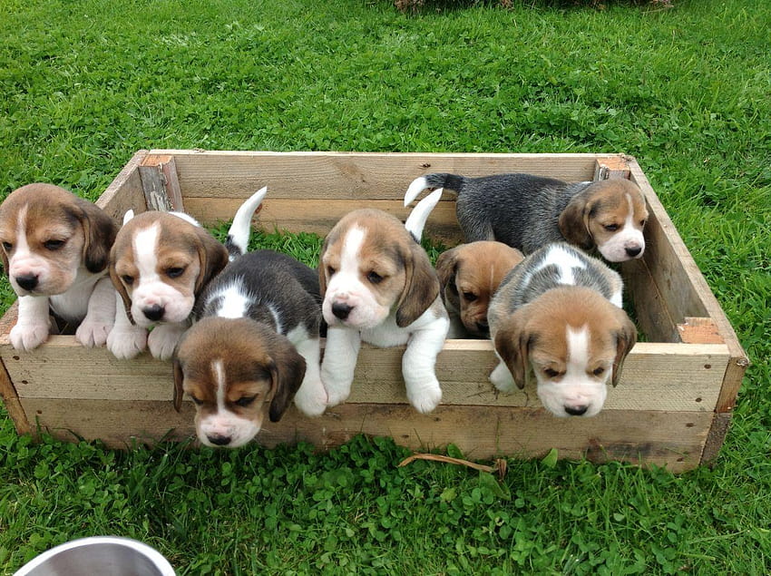 Beagles, beagle puppies HD wallpaper