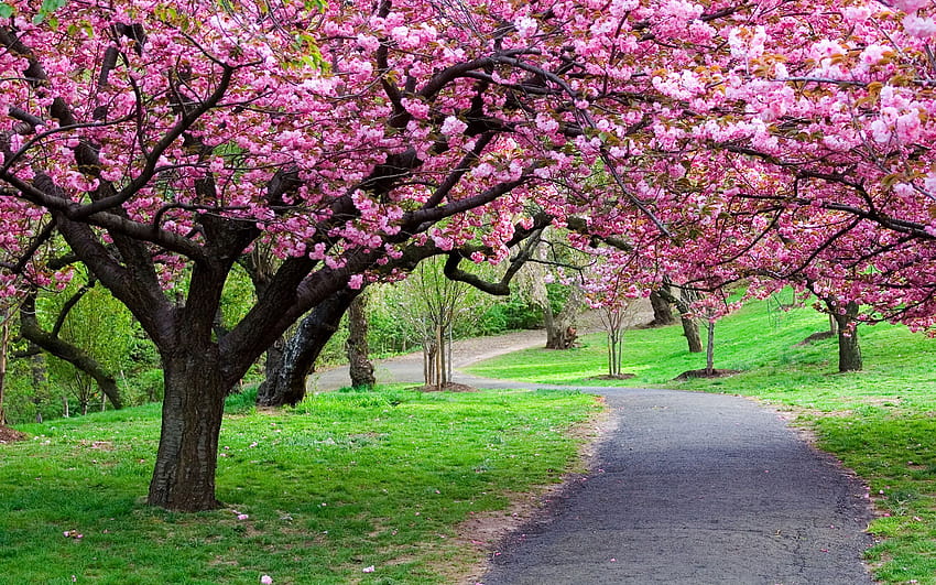 Spring flowering trees, panoramic spring HD wallpaper