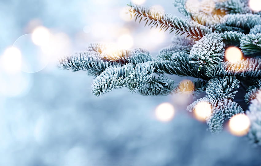 winter, snow, branches, tree, frost, winter, snow, bokeh, fir tree , section природа, pine tree christmas snow HD wallpaper