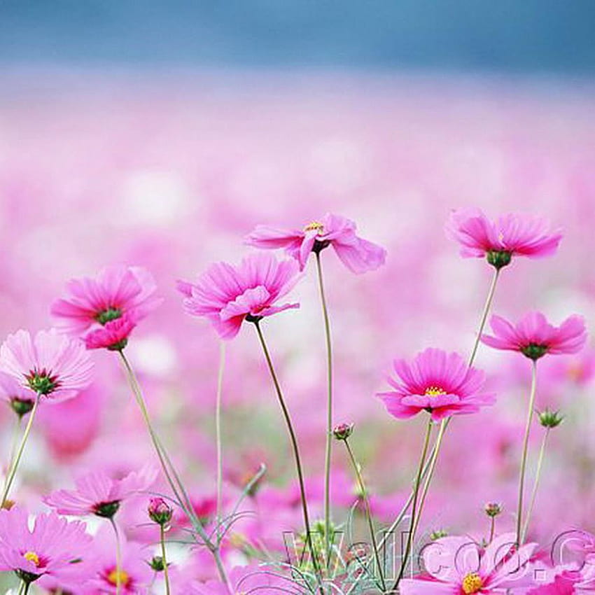 Happy Galsang Flower Field Blur iPad, spring flower field HD phone wallpaper