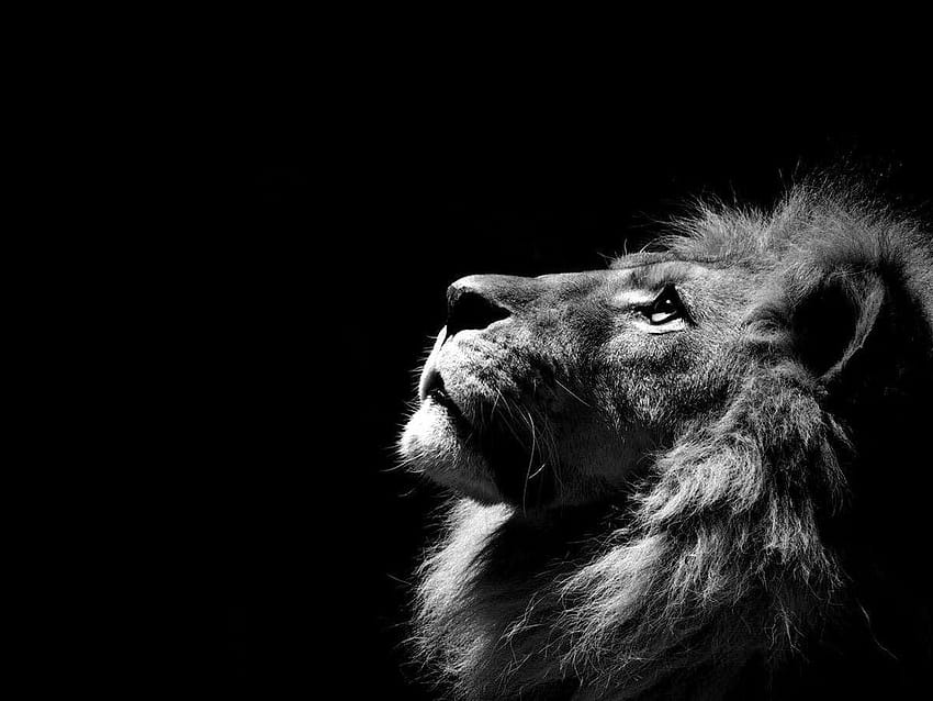 Черен лъв ~ Луд HD тапет