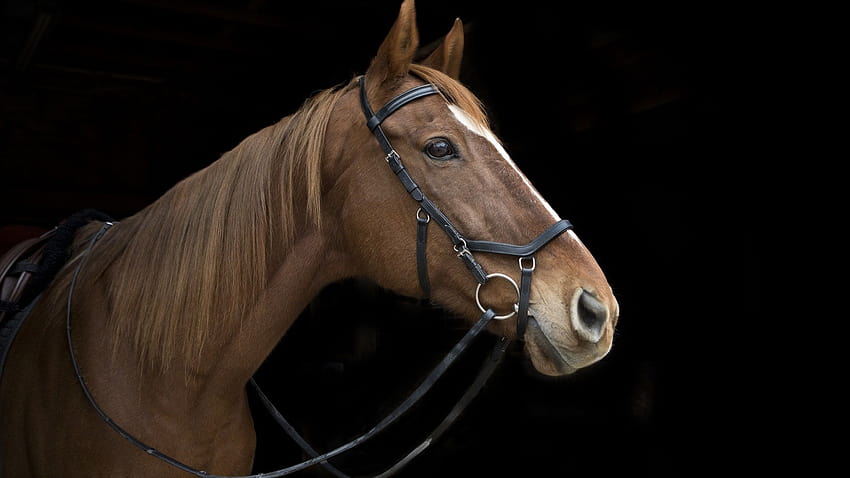Cheval, visage, tête, crinière, fonds noirs 1920x1200, visage de cheval Fond d'écran HD