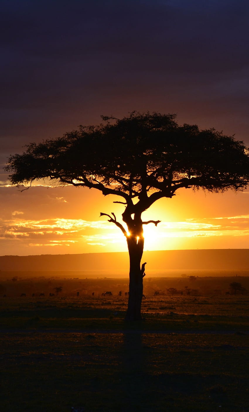 1280x2120 tree, sunset, landscape, africa, sunrise africa iphone HD phone wallpaper