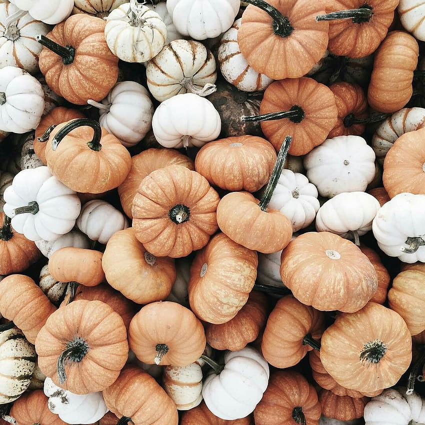 white and muted orange pumpkin pile autumn fall thanksgiving pumpkin patch, white pumpkin HD phone wallpaper