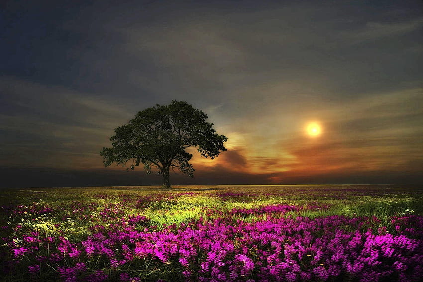 Flowers: Meadow Beautiful Mica Flower Evening Grass Mystic Enchanted, flower meadow and sunset HD wallpaper