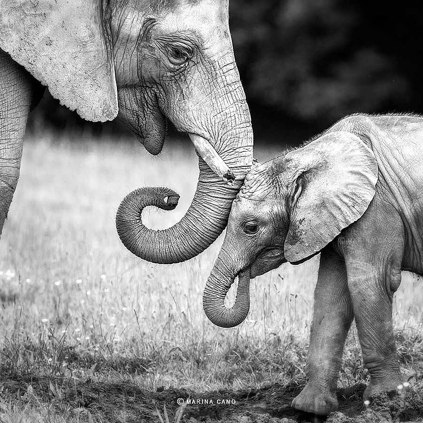 Baby Elephant Black And White, elephant mother and child HD phone wallpaper