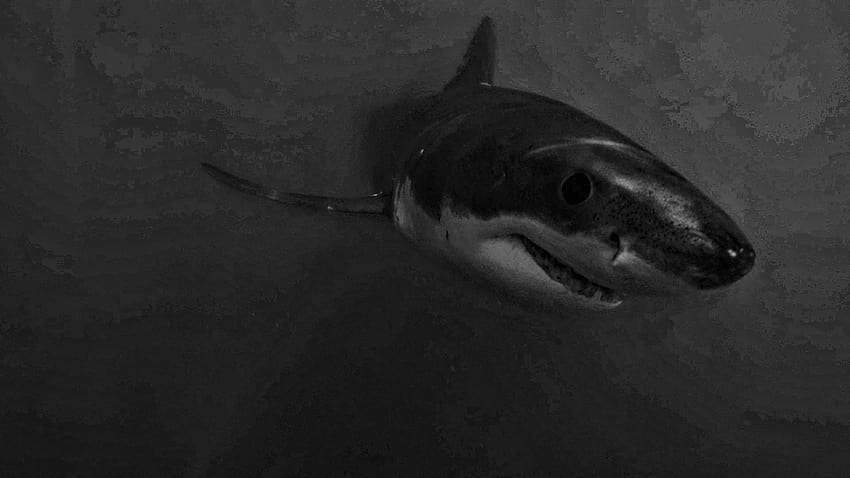 Requin noir et blanc Fond d'écran HD
