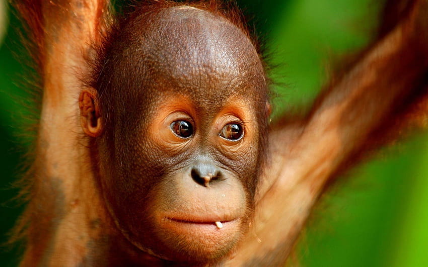 6 Baby Orangutan HD wallpaper