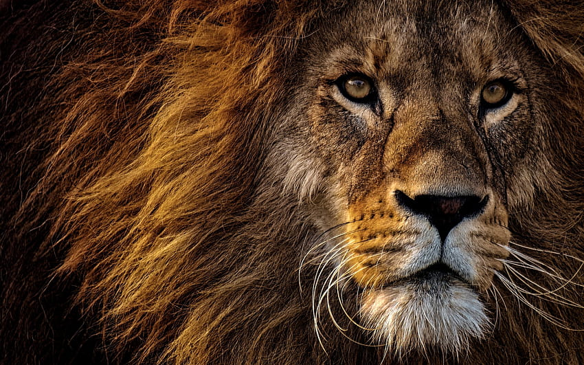 African Lion , Big cat, Dangerous, Wild animal, Portrait, Animals, danger lion HD wallpaper