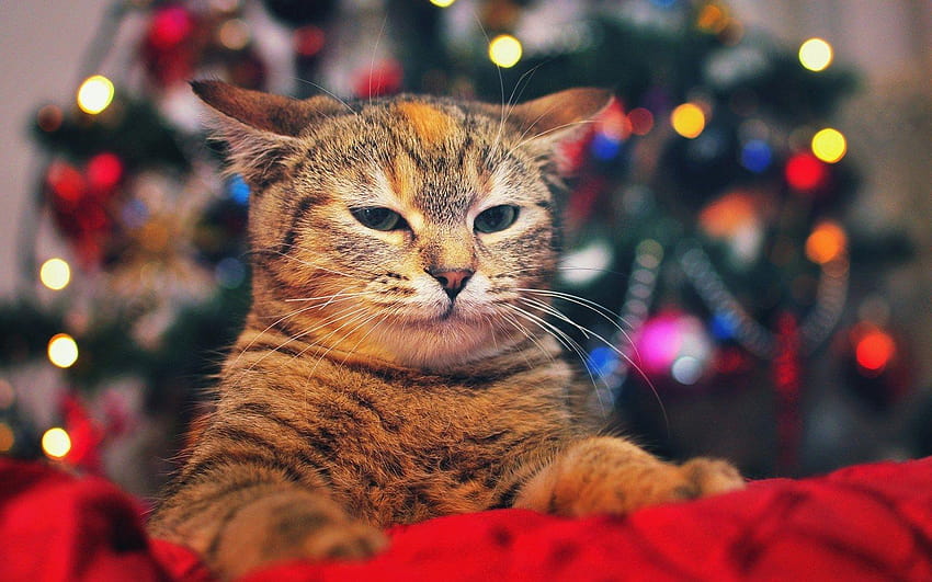 메리 크리스마스 조명, 크리스마스 고양이 HD 월페이퍼
