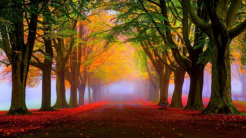 park, , autumn, beautiful, rest autumn park HD wallpaper
