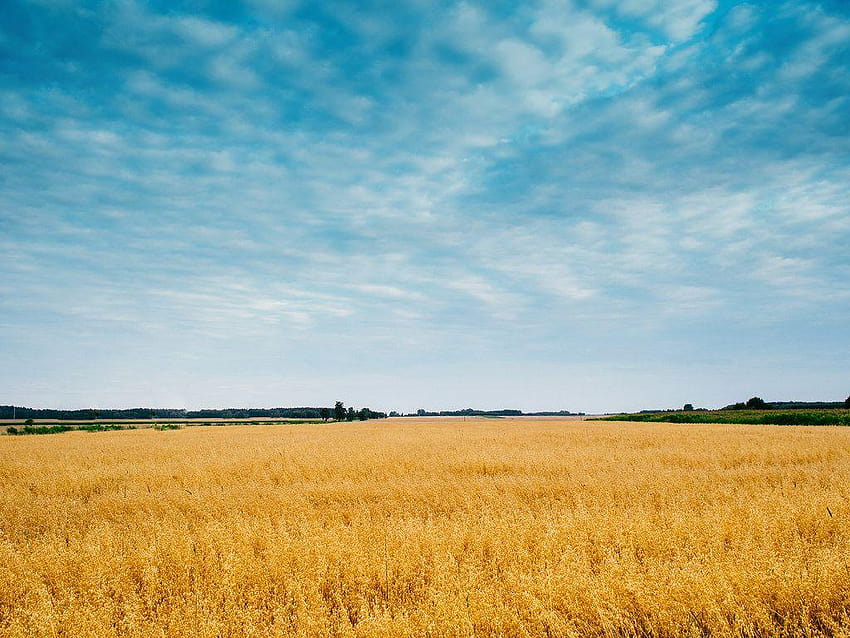 селско стопанство поле с царевица през 2019 г., ниви HD тапет