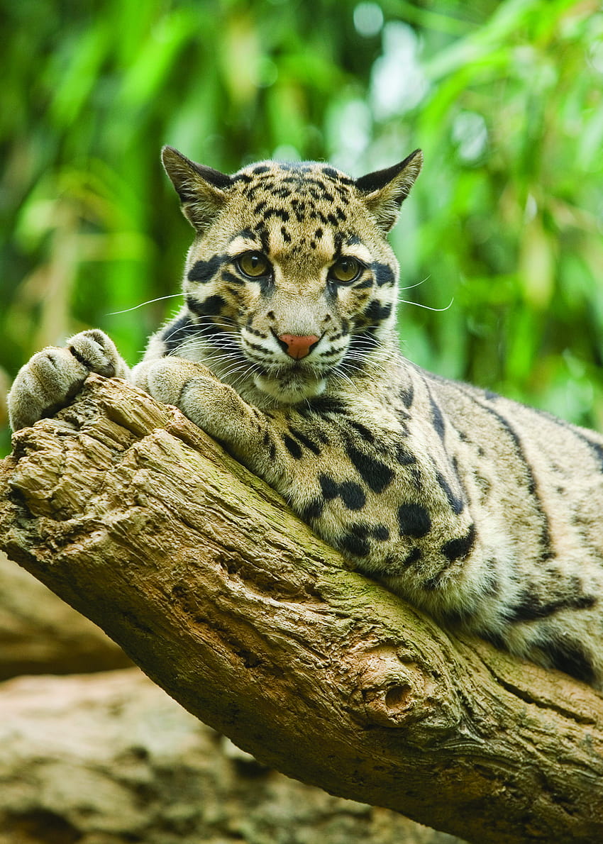 Adopt a Clouded Leopard, clouded leopards HD phone wallpaper
