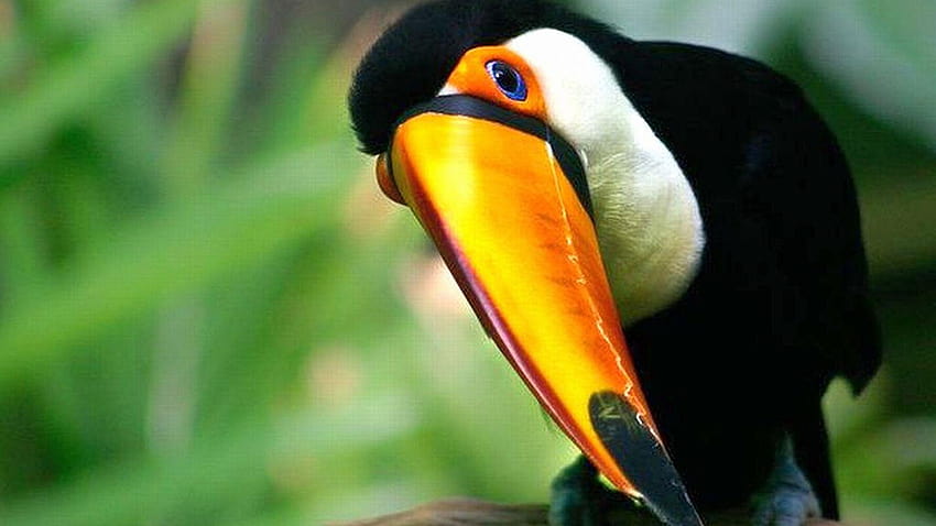 Toco toucan Full and Backgrounds, toucans HD wallpaper